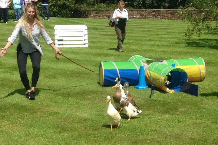 Duck Herding Image 9