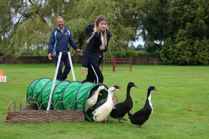 Duck Herding Image 3