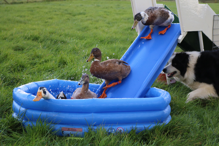 Duck Herding Image 7