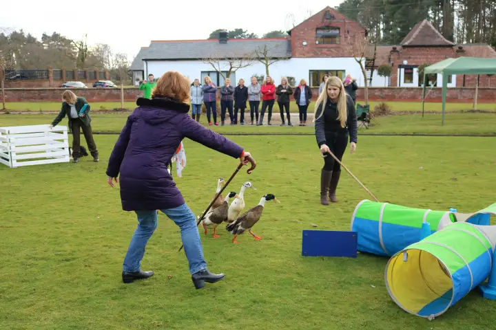 Duck Herding Image 10