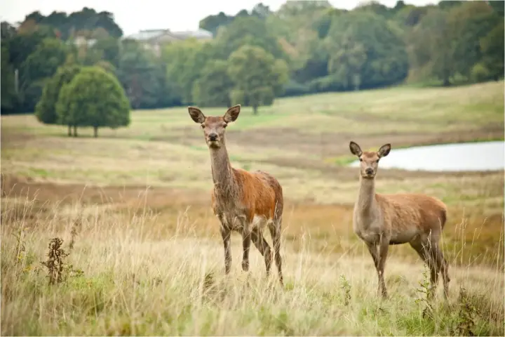 Tatton Park Image 8